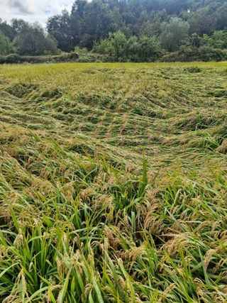 윤길정님의 기타작물 · 영농일지 작성글 사진