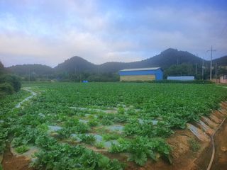 오이8898황산면님의 배추 · 영농일지 작성글 사진