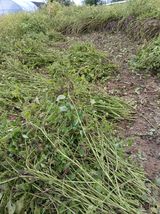 팜모닝 기타작물·영농일지 게시글 이미지