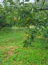 팜모닝 감·영농일지 게시글 이미지