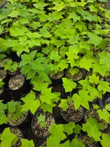 팜모닝 기타작물·영농일지 게시글 이미지