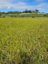 팜모닝 기타작물·영농일지 게시글 이미지