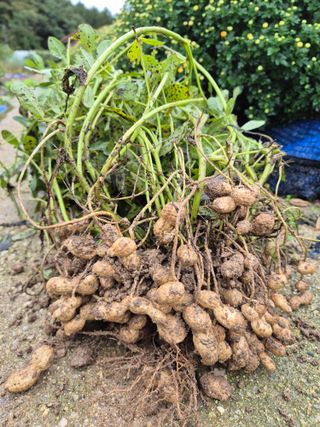 김기탁님의 기타작물 · 영농일지 작성글 사진