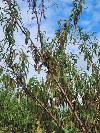 박병한님의 복숭아 · 영농일지 작성글 사진