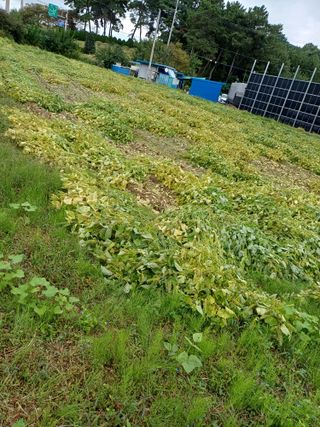 홍순오님의 들깨 · 영농일지 작성글 사진