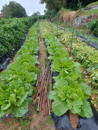 홍순오님의 들깨 · 영농일지 작성글 사진