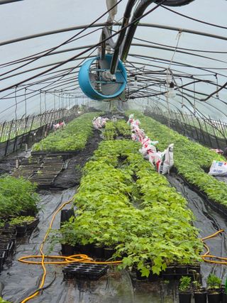 다래,엄나무,차수국님의 기타작물 · 영농일지 작성글 사진