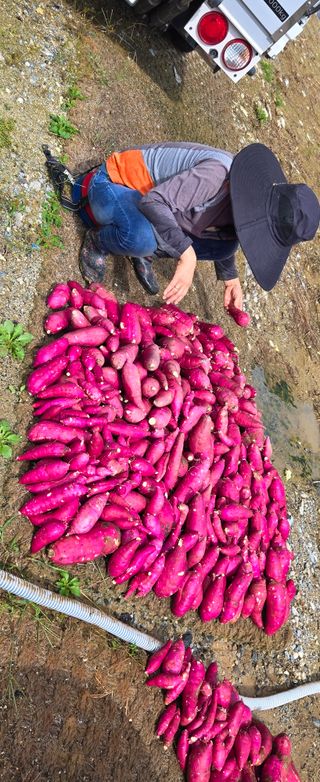 상추22033님의 기타작물 · 영농일지 작성글 사진