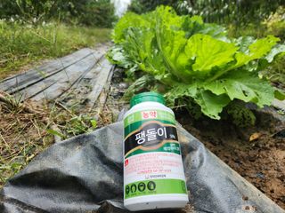 꿀복이농장님의 배추 · 영농일지 작성글 사진