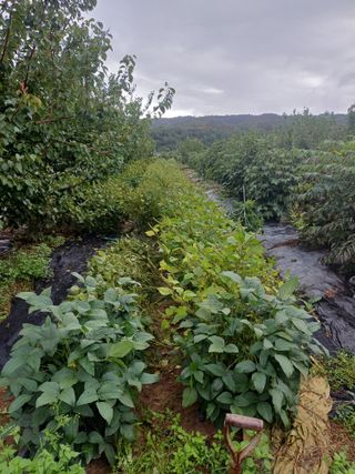 12345우각장당리님의 들깨 · 영농일지 작성글 사진