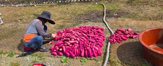 상추22033님의 기타작물 · 영농일지 작성글 사진