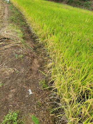 최병우님의 기타작물 · 영농일지 작성글 사진