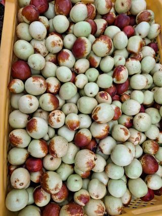 헤이쥬회원님의 기타작물 · 영농일지 작성글 사진