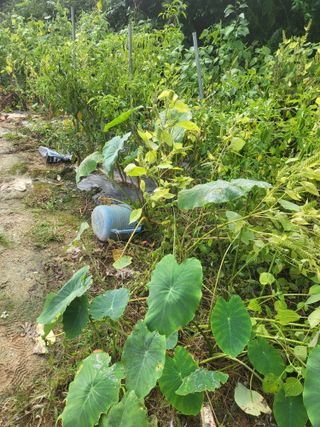 최병우님의 기타작물 · 영농일지 작성글 사진