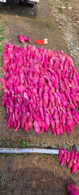 팜모닝 기타작물·영농일지 게시글 이미지