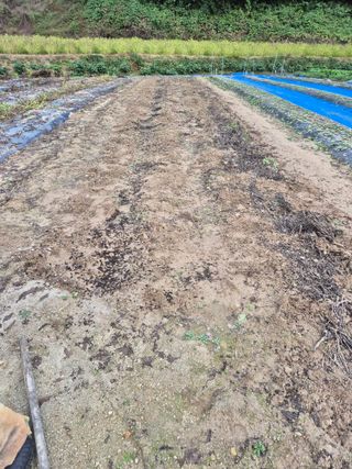 김기탁님의 마늘 · 영농일지 작성글 사진