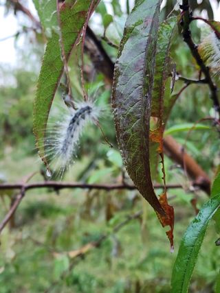 박병한님의 복숭아 · 영농일지 작성글 사진