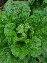 팜모닝 기타작물·영농일지 게시글 이미지