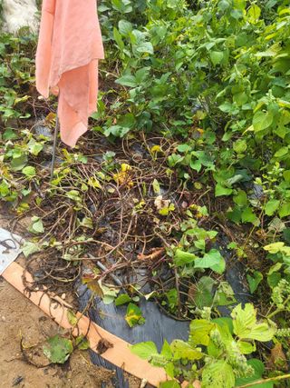 최병우님의 기타작물 · 영농일지 작성글 사진