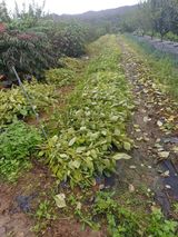 팜모닝 들깨·영농일지 게시글 이미지