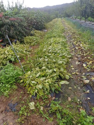 12345우각장당리님의 들깨 · 영농일지 작성글 사진