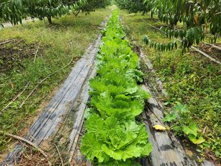 꿀복이농장님의 배추 · 영농일지 작성글 사진
