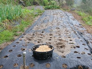 한골머스마님의 마늘 · 영농일지 작성글 사진