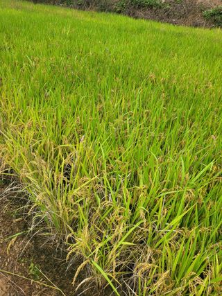 최병우님의 기타작물 · 영농일지 작성글 사진