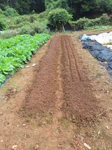 팜모닝 시금치·영농일지 게시글 이미지