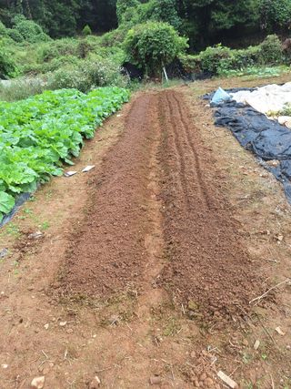 김윤오님의 시금치 · 영농일지 작성글 사진