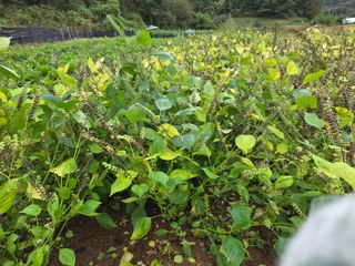 참깨11142님의 기타작물 · 영농일지 작성글 사진