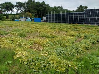 홍순오님의 들깨 · 영농일지 작성글 사진