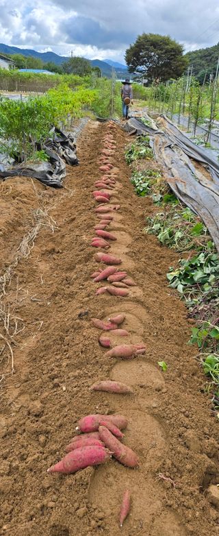 상추22033님의 기타작물 · 영농일지 작성글 사진
