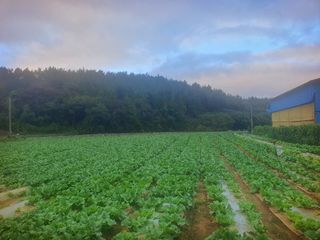 오이8898황산면님의 배추 · 영농일지 작성글 사진