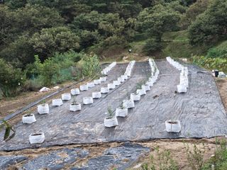 열정님의 블루베리 · 영농일지 작성글 사진