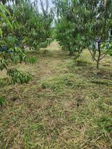 팜모닝 복숭아·영농일지 게시글 이미지