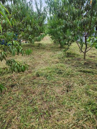박병한님의 복숭아 · 영농일지 작성글 사진