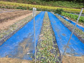 김기탁님의 고추 · 영농일지 작성글 사진