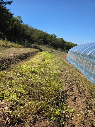 어명순님의 기타작물 · 영농일지 작성글 사진