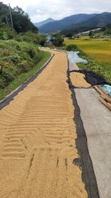 팜모닝 벼·영농일지 게시글 이미지