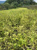 팜모닝 들깨·영농일지 게시글 이미지