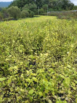 사과18677님의 들깨 · 영농일지 작성글 사진