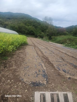 이용창님의 마늘 · 영농일지 작성글 사진