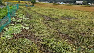 정금기님의 기타작물 · 영농일지 작성글 사진