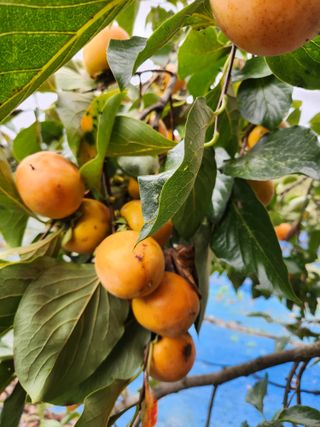김영옥님의 감 · 영농일지 작성글 사진