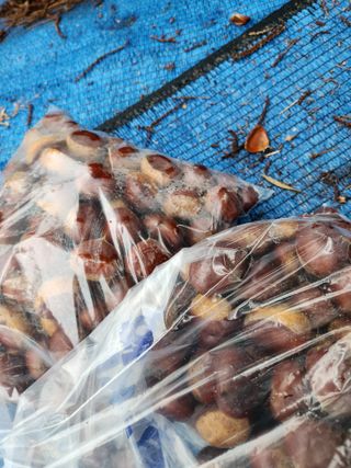 김영옥님의 감 · 영농일지 작성글 사진