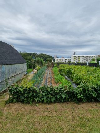 박병철님의 고추 · 영농일지 작성글 사진