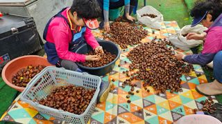 정금기님의 기타작물 · 영농일지 작성글 사진