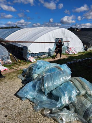 상월딸기 박명근님의 딸기 · 영농일지 작성글 사진