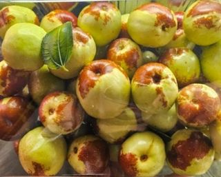 한상숙님의 고구마 · 영농일지 작성글 사진